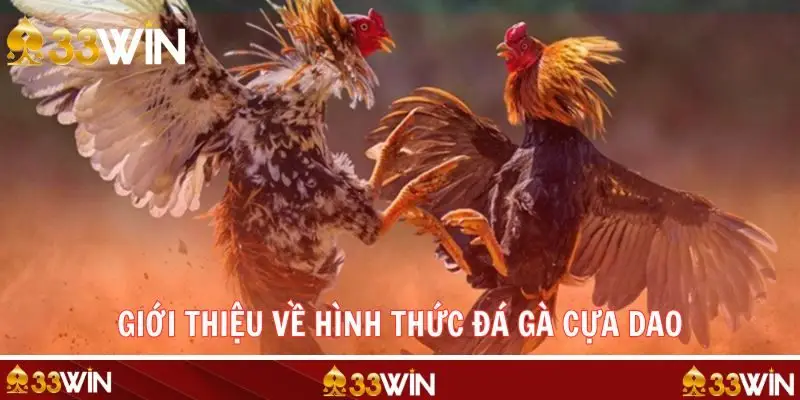 Những nét chính về đá gà cựa dao