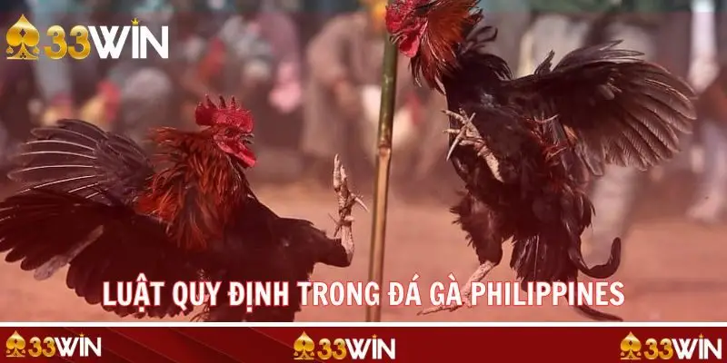 Tìm hiểu chi tiết luật quy định trong chọi gà