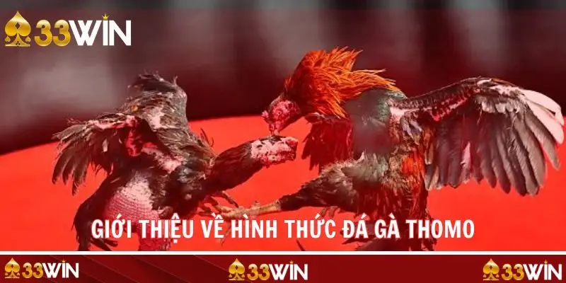 Tổng quan những đặc điểm chính về đá gà Thomo